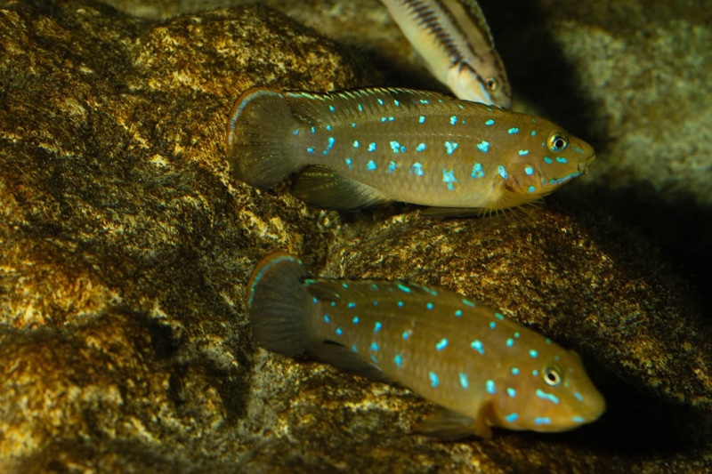Tanganicodus sp. 'kavalla' Kibige Island